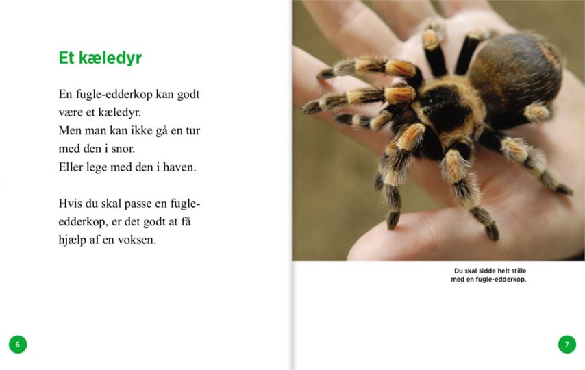 kronblad halstørklæde erosion Fugle-edderkop - et kæledyr - Superbog